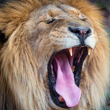 Game Drive Report: Kruger National Park