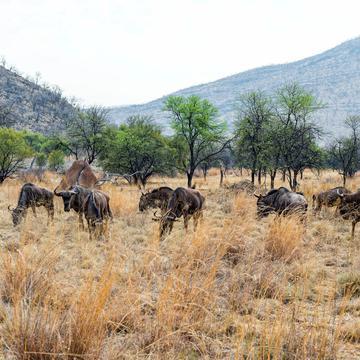 Seeing blue wildebeest in Kruger National Park is quite special