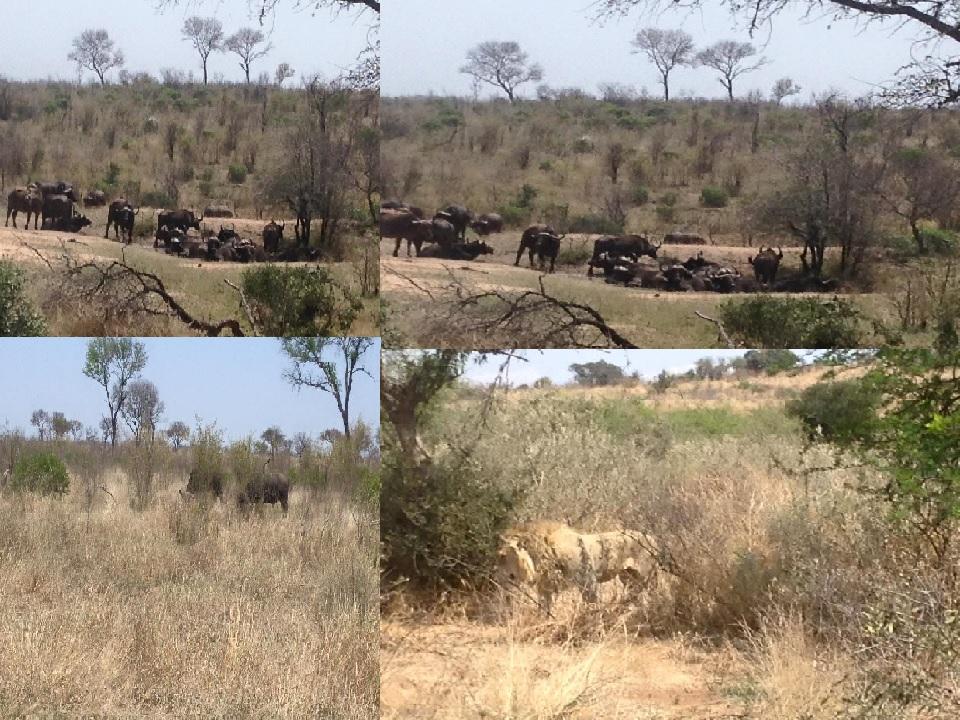 The Silent Hunt: Witnessing a Lion Stalk a Buffalo in Kruger National Park