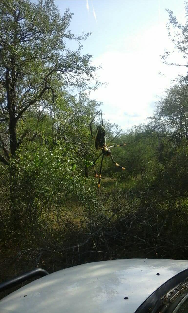 The Golden Orb-Web Spider of Kruger Park