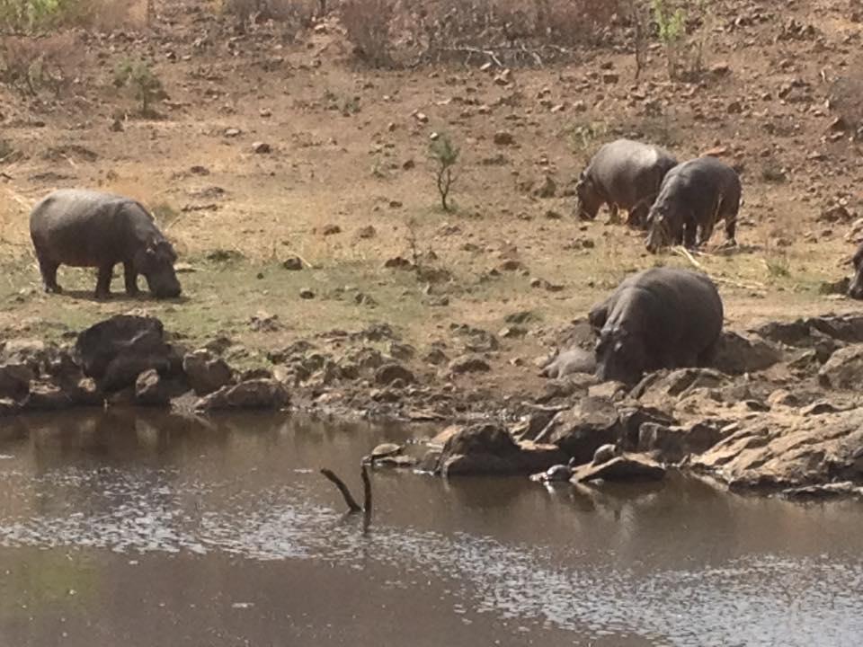 An Early Morning Private Game Drive in Kruger National Park: A Close Encounter with Hippos