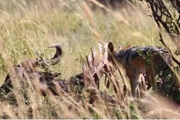 A Raw Moment in the Wild. Our Private Kruger Safari Adventure