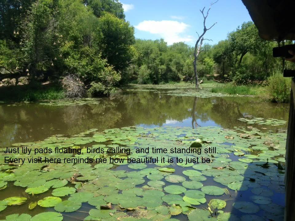 A Moment of Calm at Lake Panic – Kruger National Park